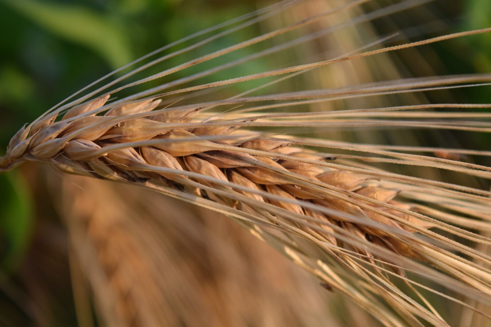 Nikon D3300 sample photo. Ear, barley, cereals photography