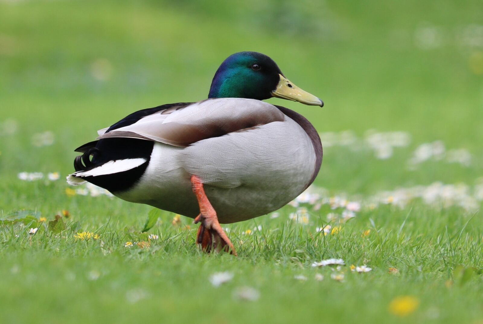 Canon EOS 750D (EOS Rebel T6i / EOS Kiss X8i) sample photo. Duck, mallard, grass photography