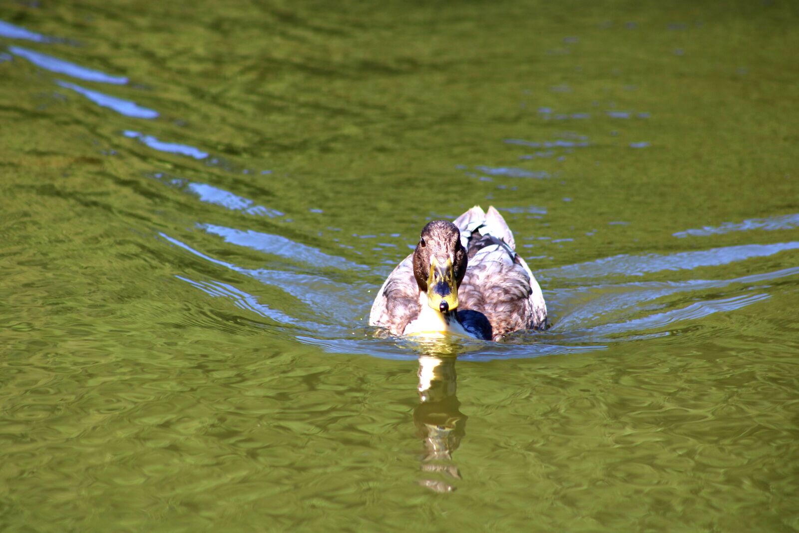 Canon EOS 750D (EOS Rebel T6i / EOS Kiss X8i) sample photo. Duck, water, swim photography