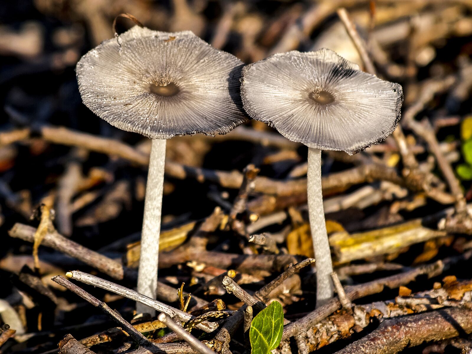 Olympus E-3 sample photo. Mushroom, forest, autumn photography