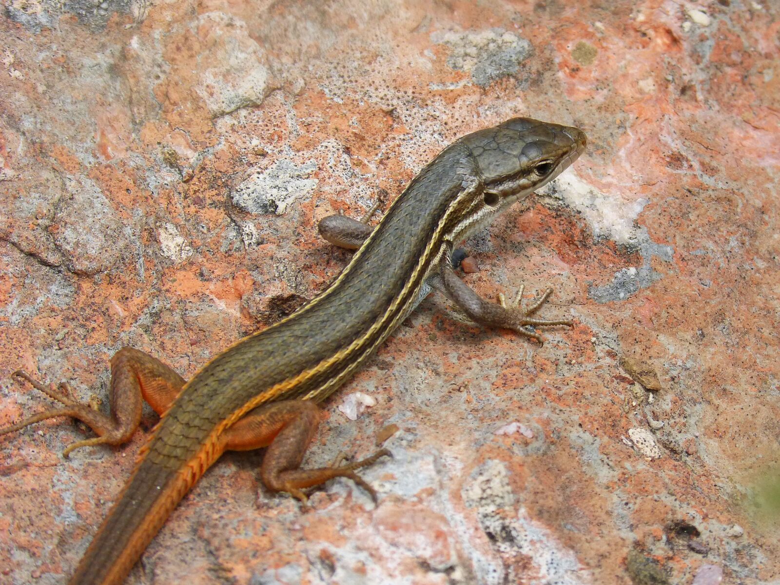 Panasonic DMC-FZ62 sample photo. Lizard, sargantana, scales photography