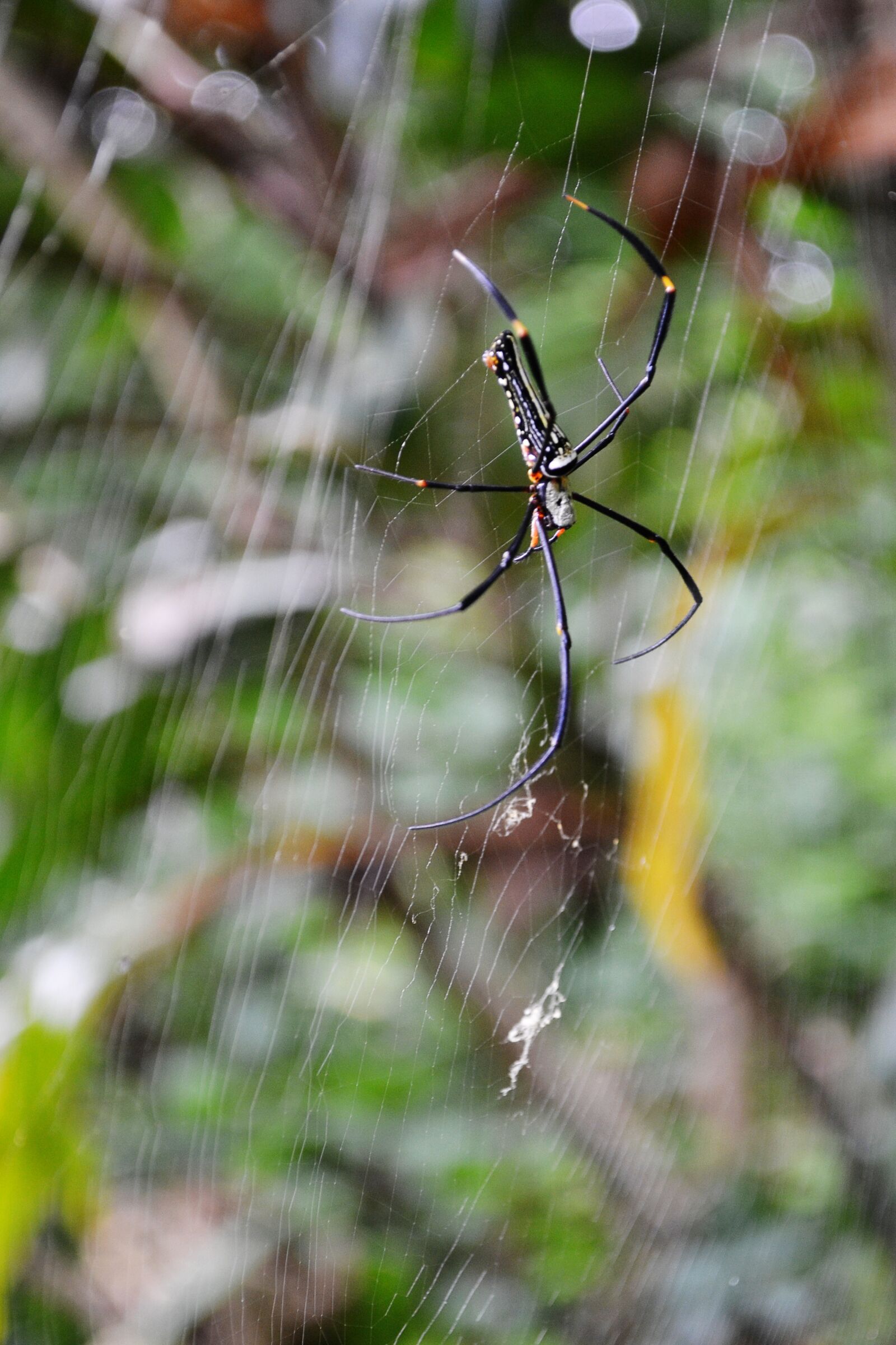 Nikon D3100 sample photo. Spider, danger, dangerous photography