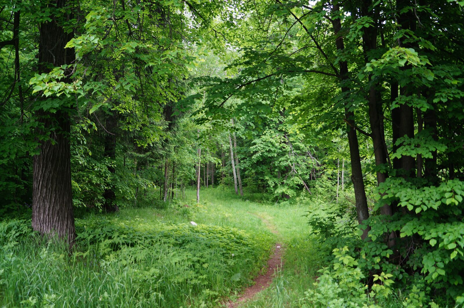 Sony SLT-A57 sample photo. Forest, silence, nature photography