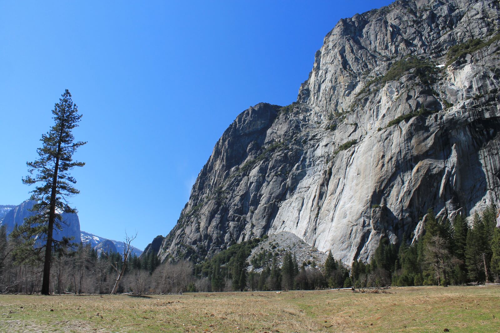 Canon EOS 1100D (EOS Rebel T3 / EOS Kiss X50) sample photo. El capitan, yosemite, tree photography
