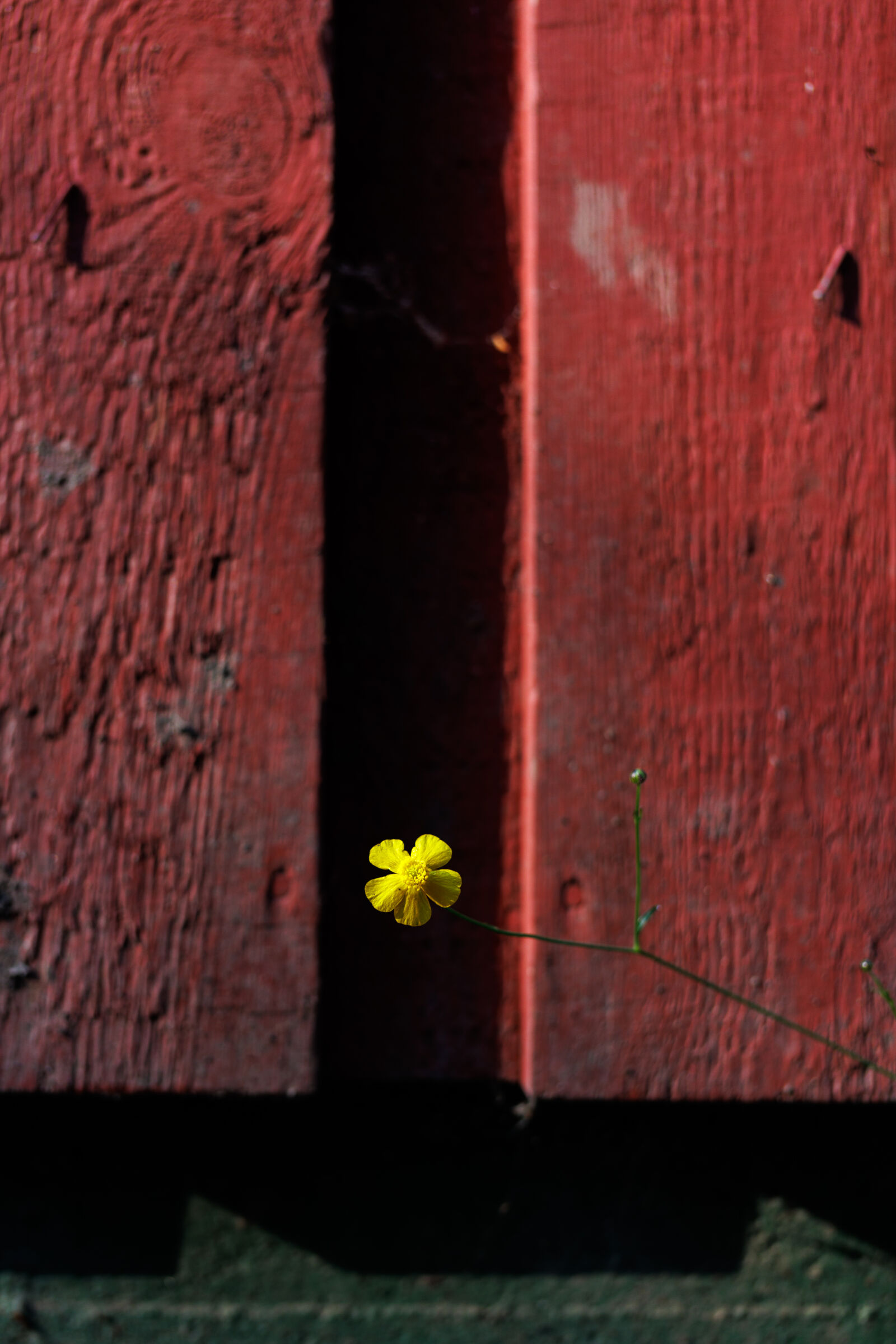 Canon RF 28-70mm F2L USM sample photo. Yellow flower photography