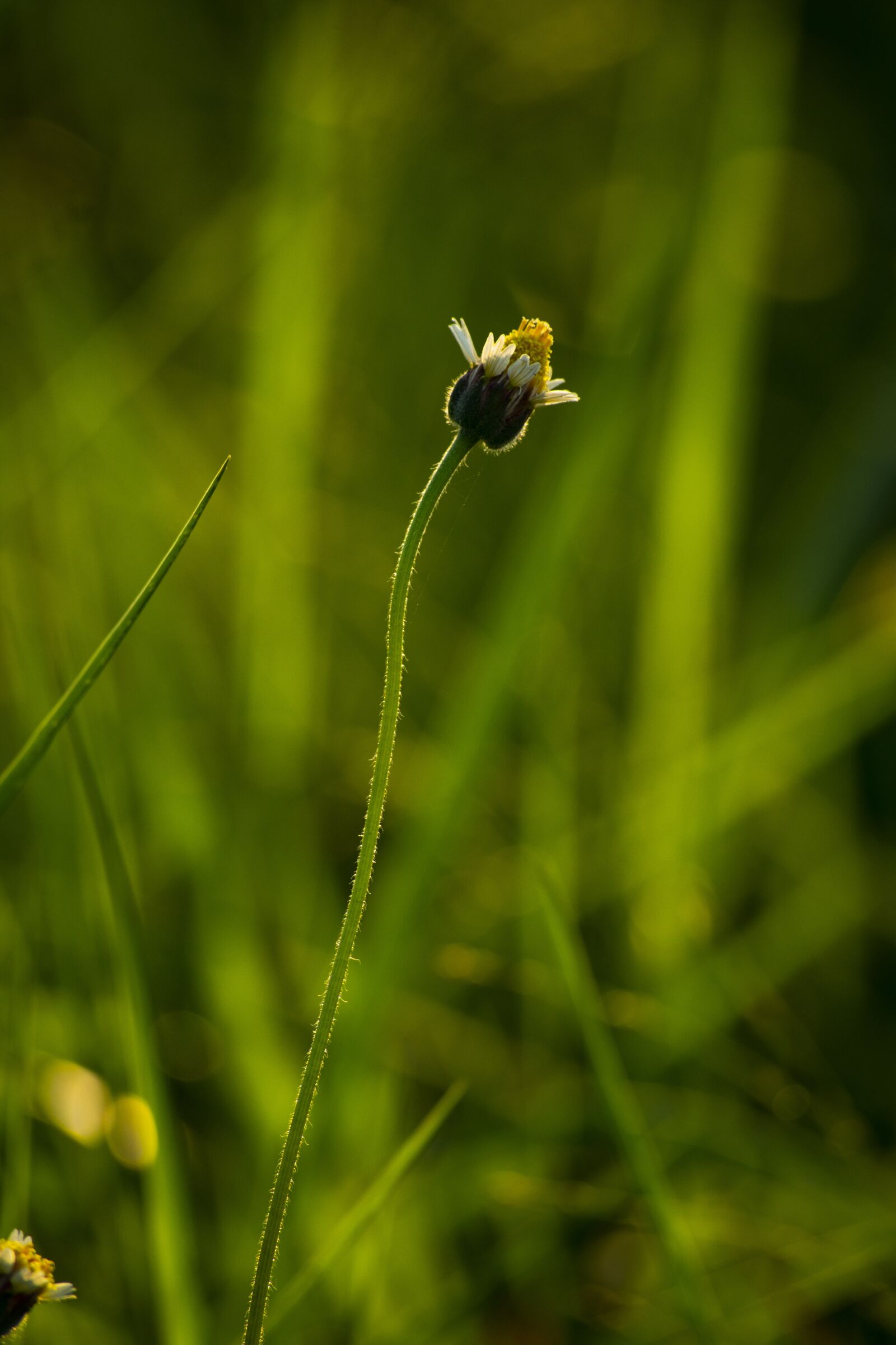 Nikon D3400 sample photo. Flower flowers, nature, sun photography
