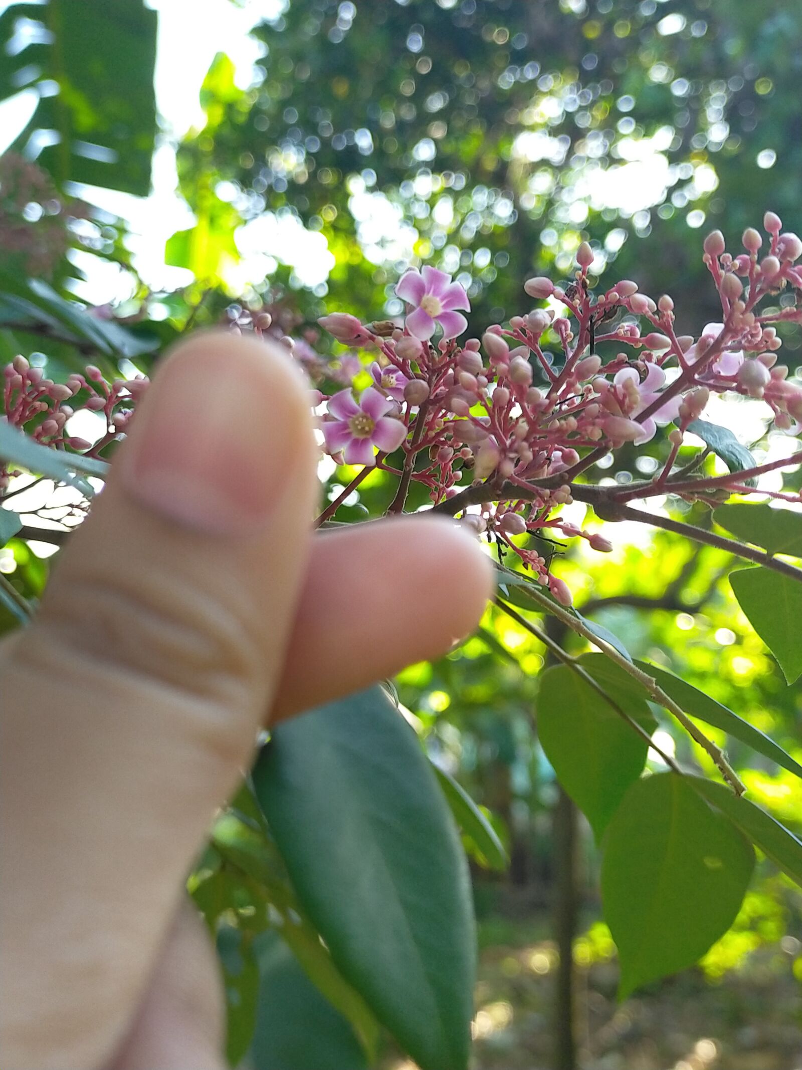 OPPO A9 2020 sample photo. Leaf, flowers, carambola photography