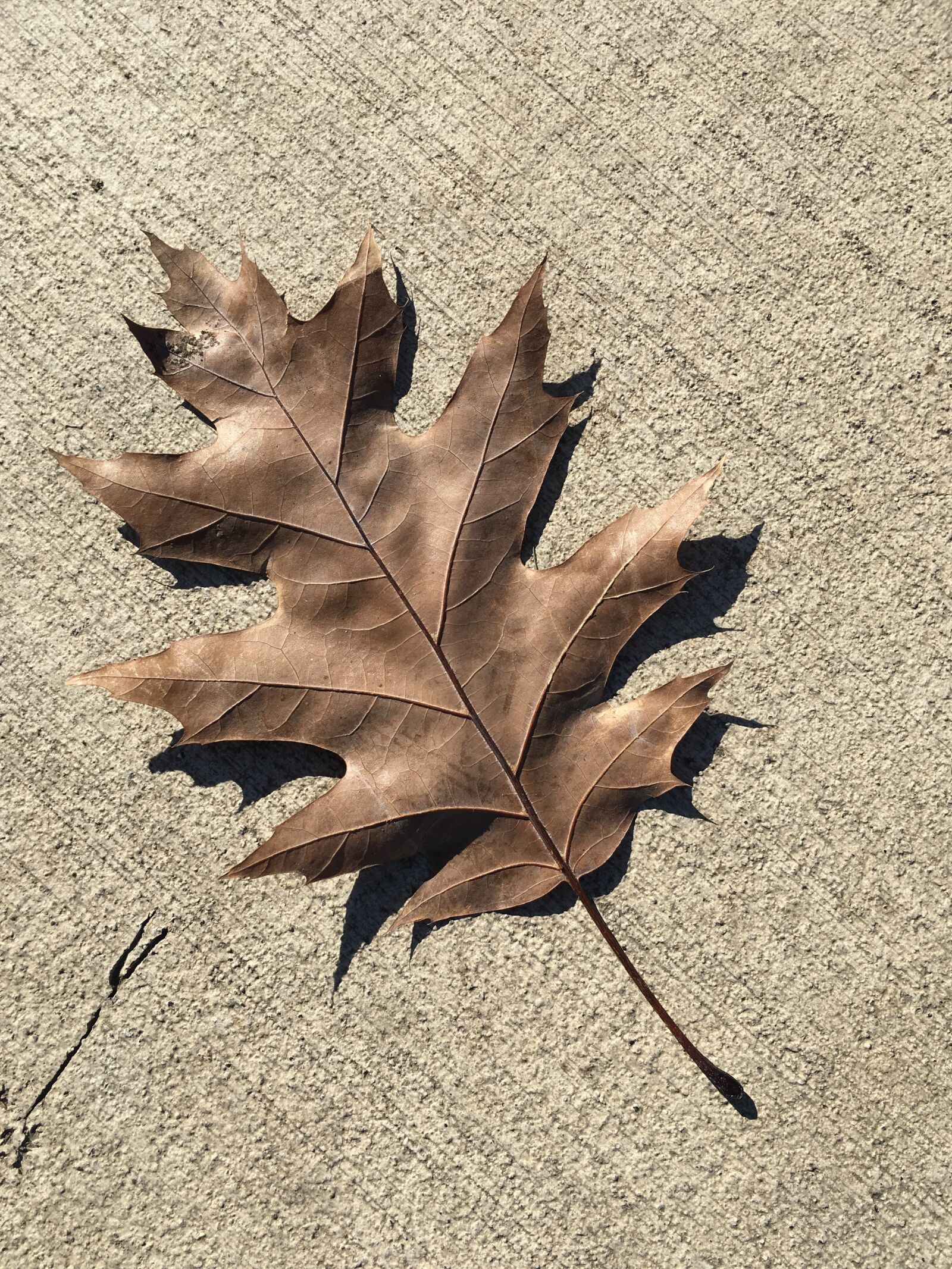 Apple iPad Pro sample photo. Oak, leaf, brown photography