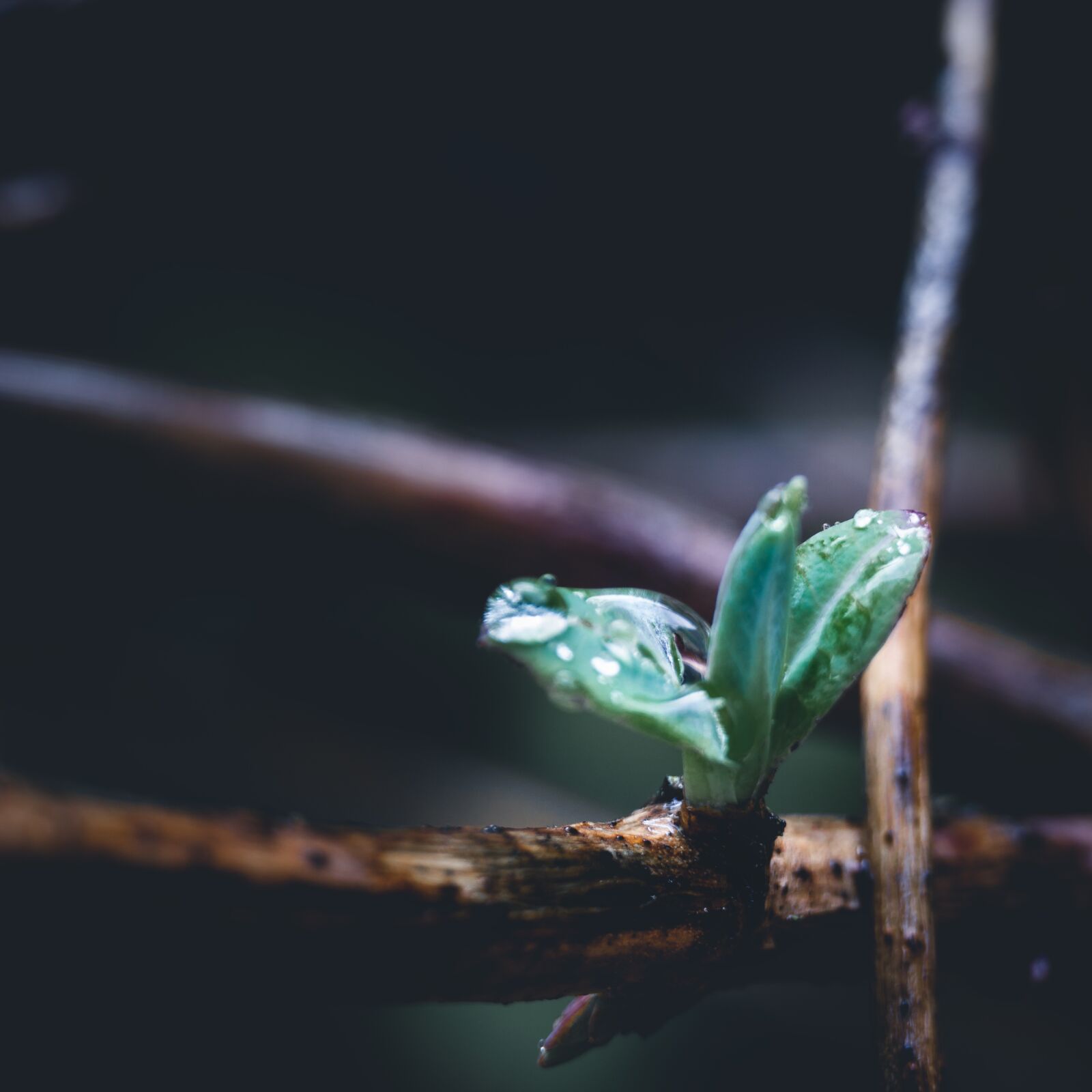 Sony a6000 sample photo. Leaf, rain drop, macro photography