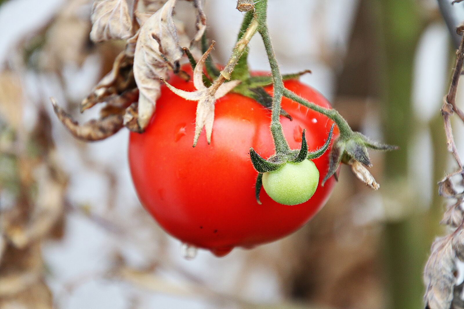 Canon EOS 70D sample photo. Tomato, tomatoes, food photography