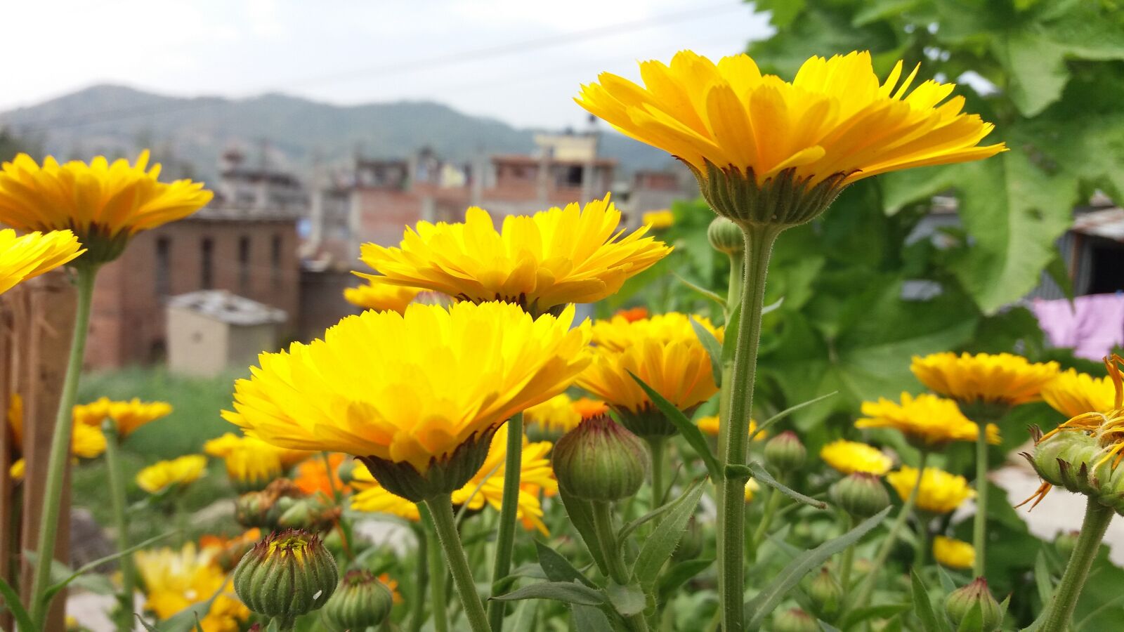 Samsung Galaxy J5 sample photo. Flower, nature, garden photography