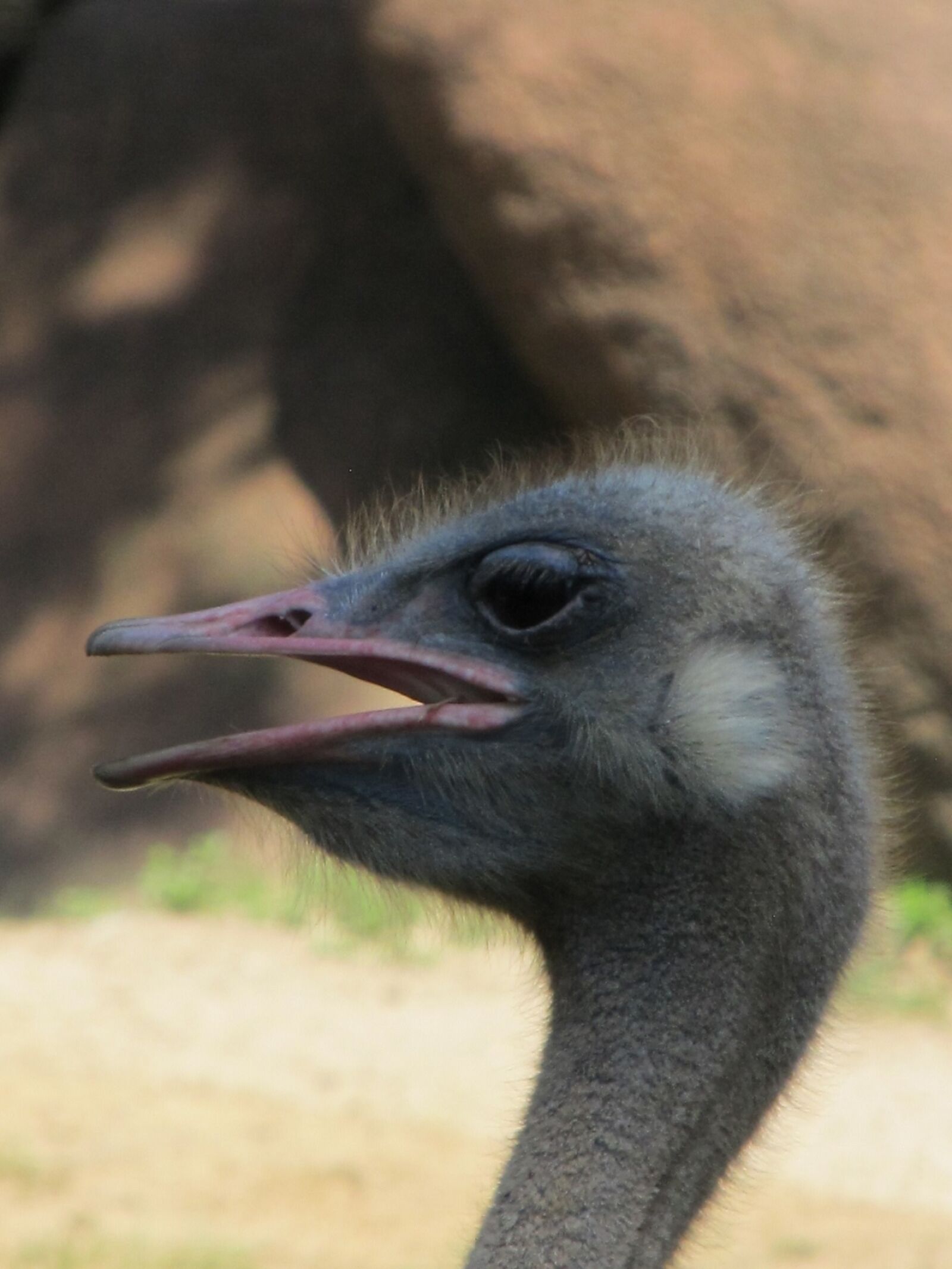 Canon PowerShot SX130 IS sample photo. Ostrich, bird, head photography