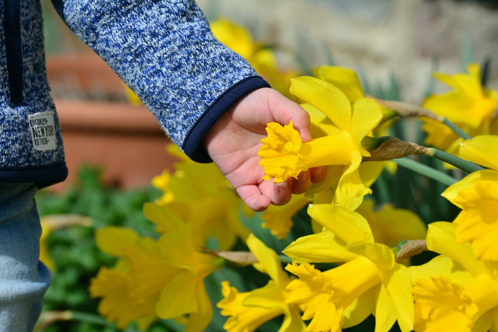 Nikon D5200 sample photo. Daffodils, osterglocken, hand photography