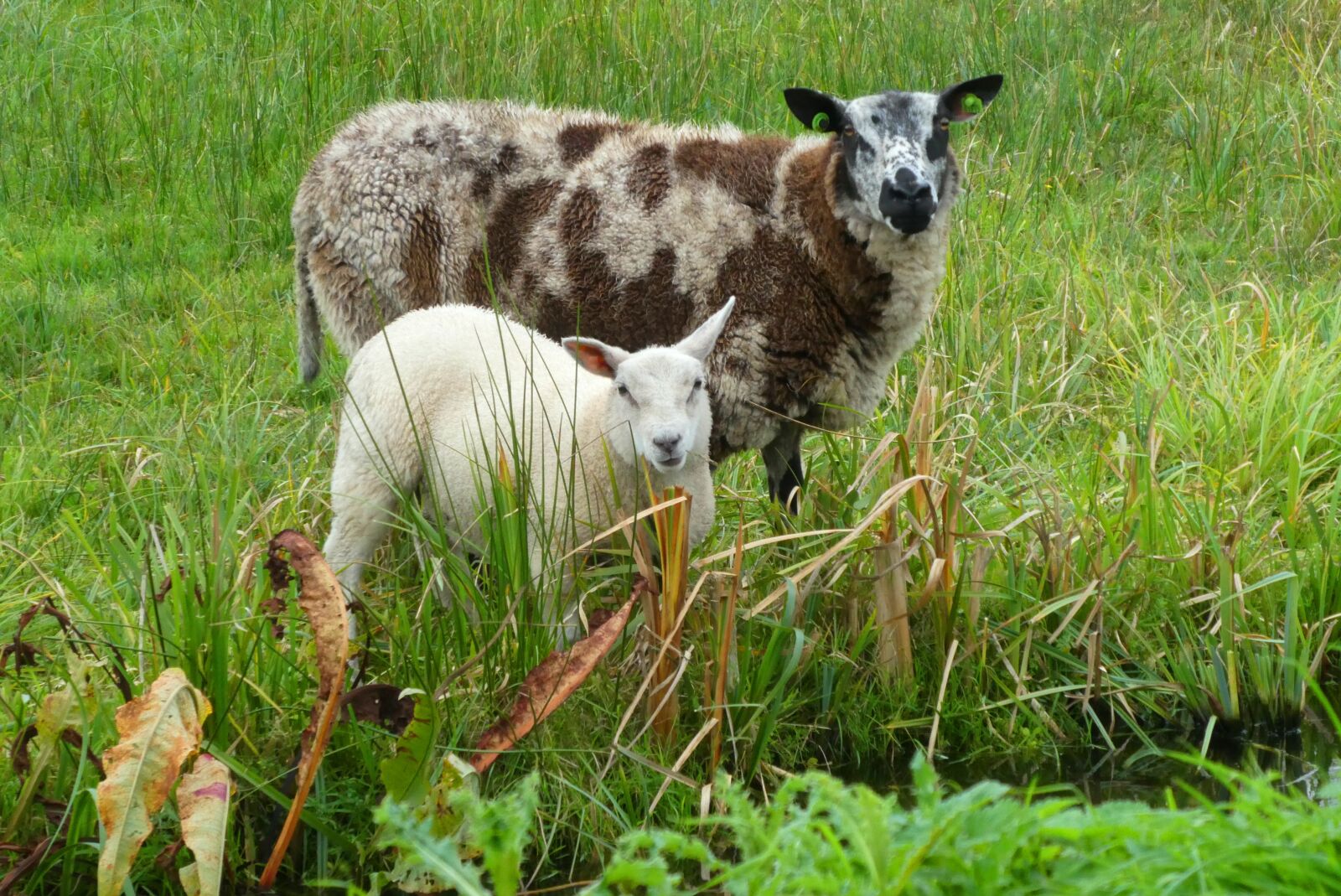 Panasonic Lumix DC-ZS70 (Lumix DC-TZ90) sample photo. Sheep, meadow, mammals photography