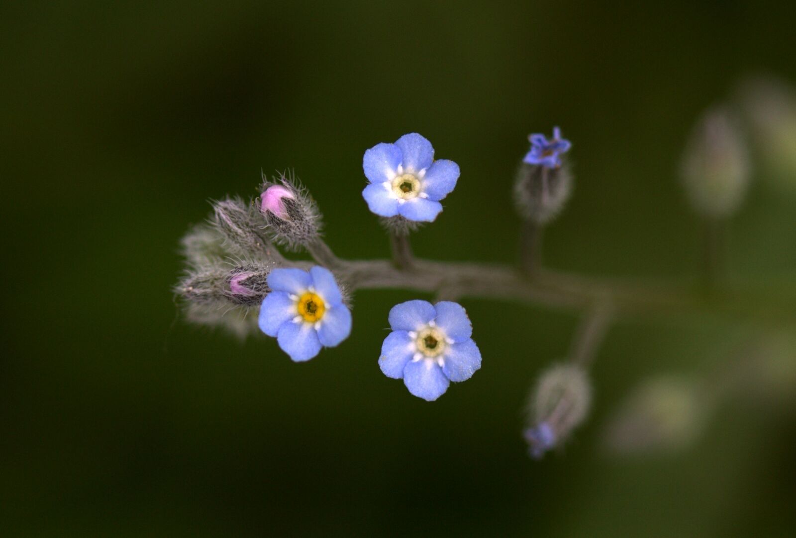 Canon EF-S 60mm F2.8 Macro USM sample photo. Cornflower, flower, blue photography