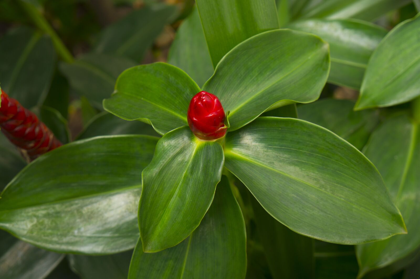 Sony Alpha NEX-F3 + Sony E 18-55mm F3.5-5.6 OSS sample photo. Red flowers, green leaf photography