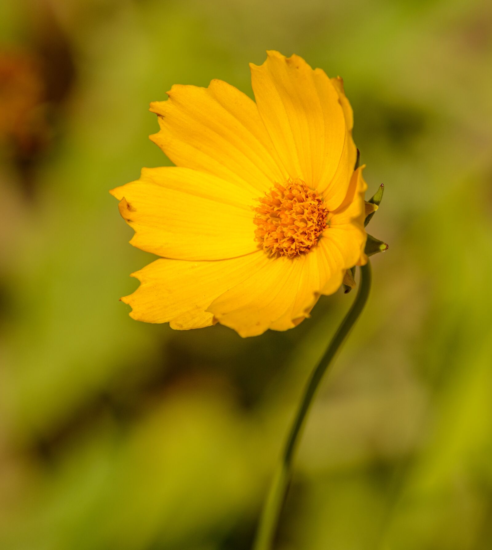 Nikon D800E sample photo. Flower, yellow, flowers photography