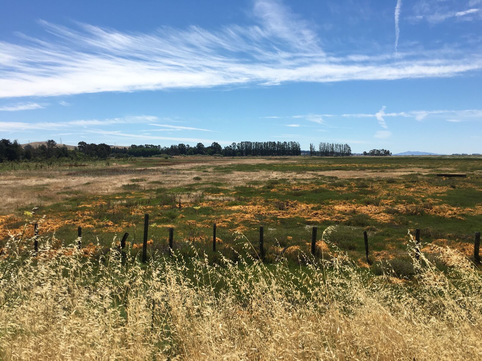 Apple iPhone 6s sample photo. Field, landscape, rural photography
