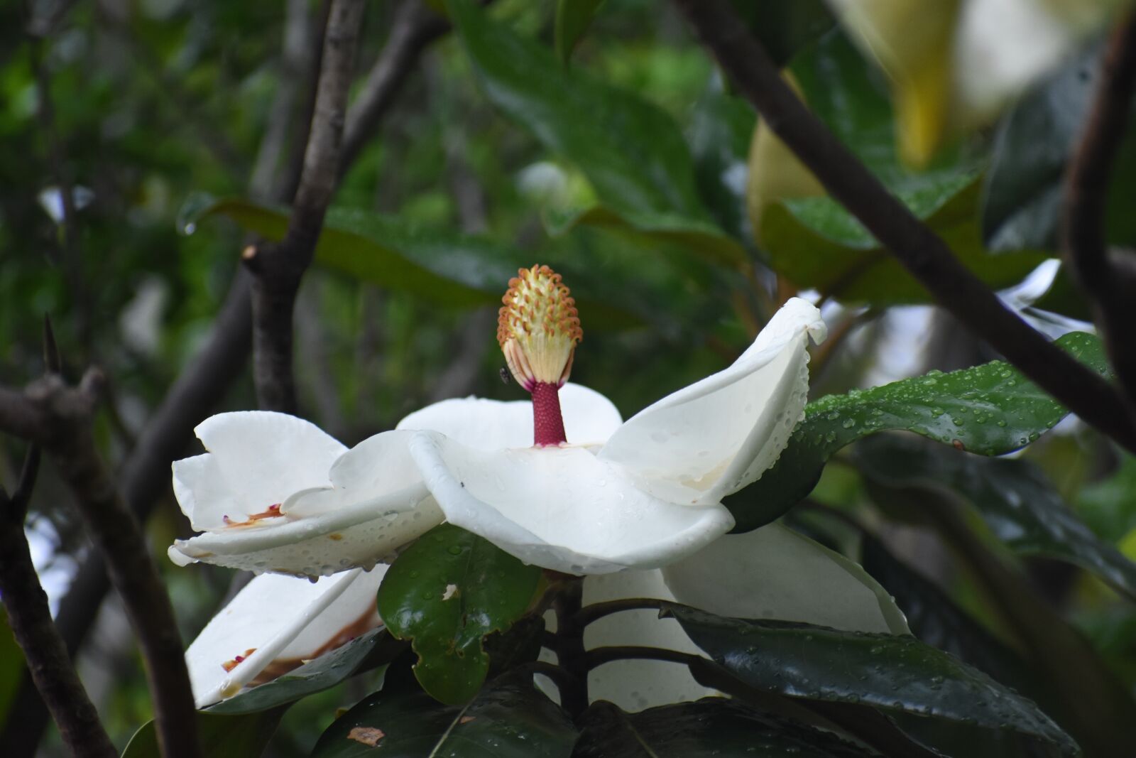 Nikon D7200 sample photo. Magnolia, tree, flower photography