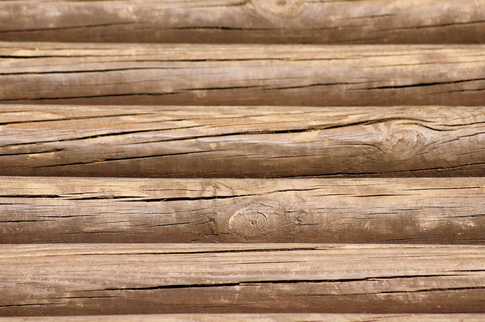 Canon EOS 1200D (EOS Rebel T5 / EOS Kiss X70 / EOS Hi) sample photo. Wood, tree, natural photography