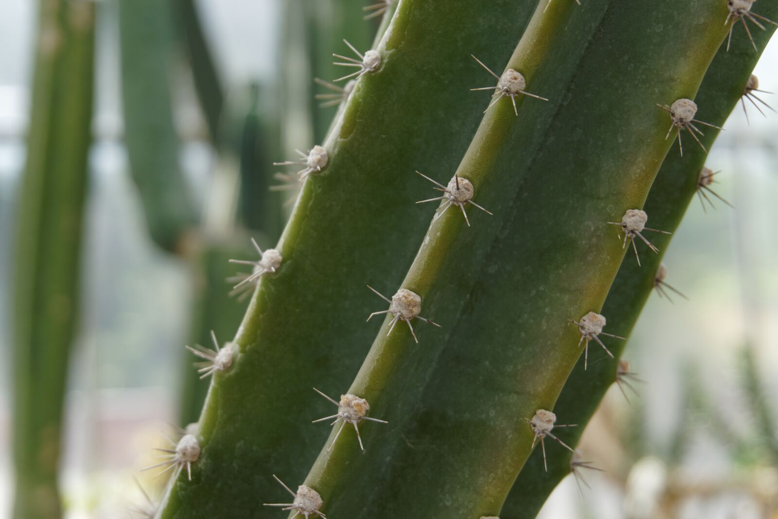 Sony a6000 sample photo. Cactus, nature, spikes photography