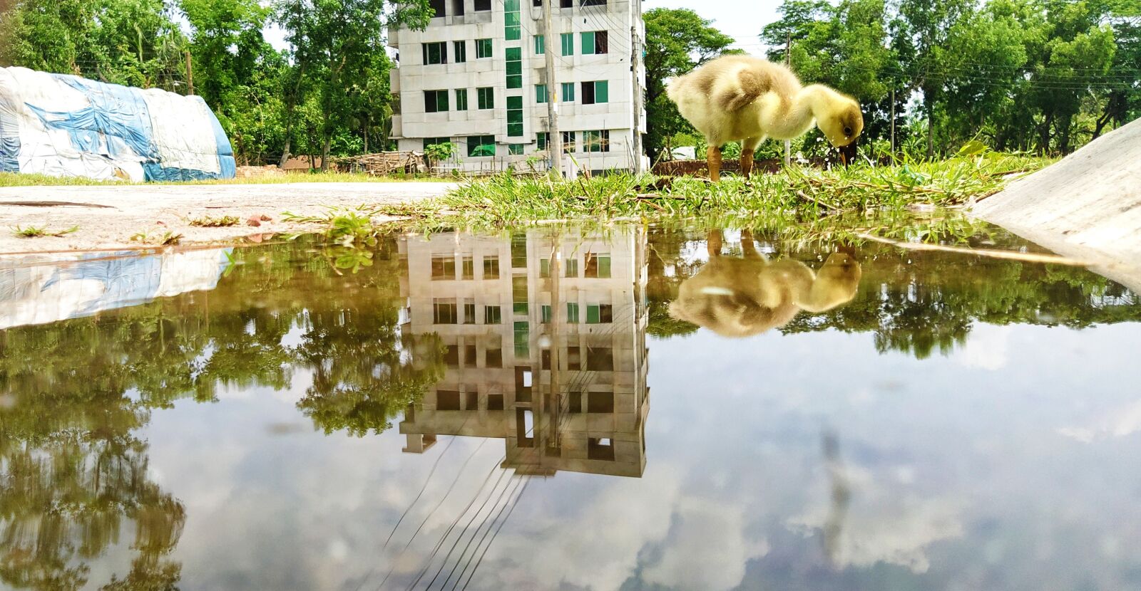 Xiaomi Mi A3 sample photo. Duck, little duck, road photography