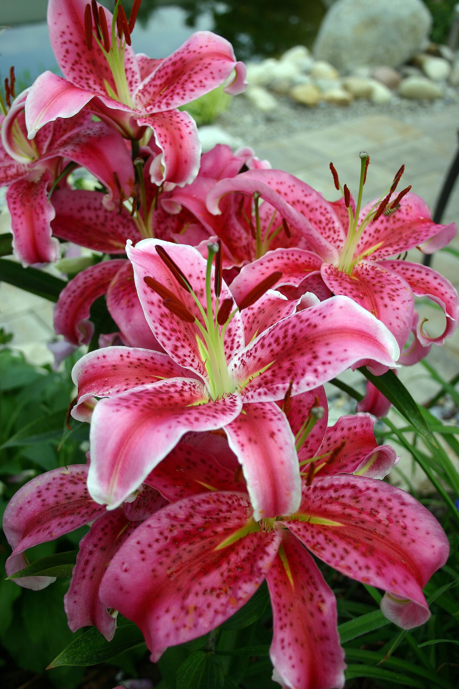 Canon EOS 300D (EOS Digital Rebel / EOS Kiss Digital) sample photo. Lily, flower, blossomed photography