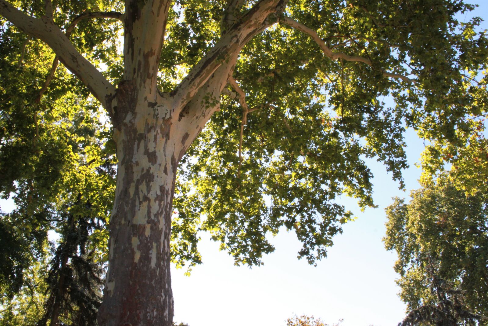 Canon EOS 500D (EOS Rebel T1i / EOS Kiss X3) sample photo. Tree, sycamore, autumn photography