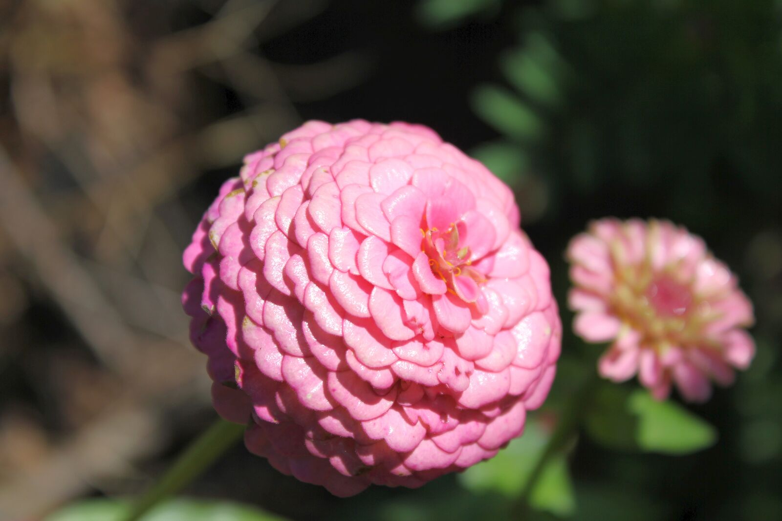 Canon EOS 550D (EOS Rebel T2i / EOS Kiss X4) sample photo. Nature, flora, flower photography