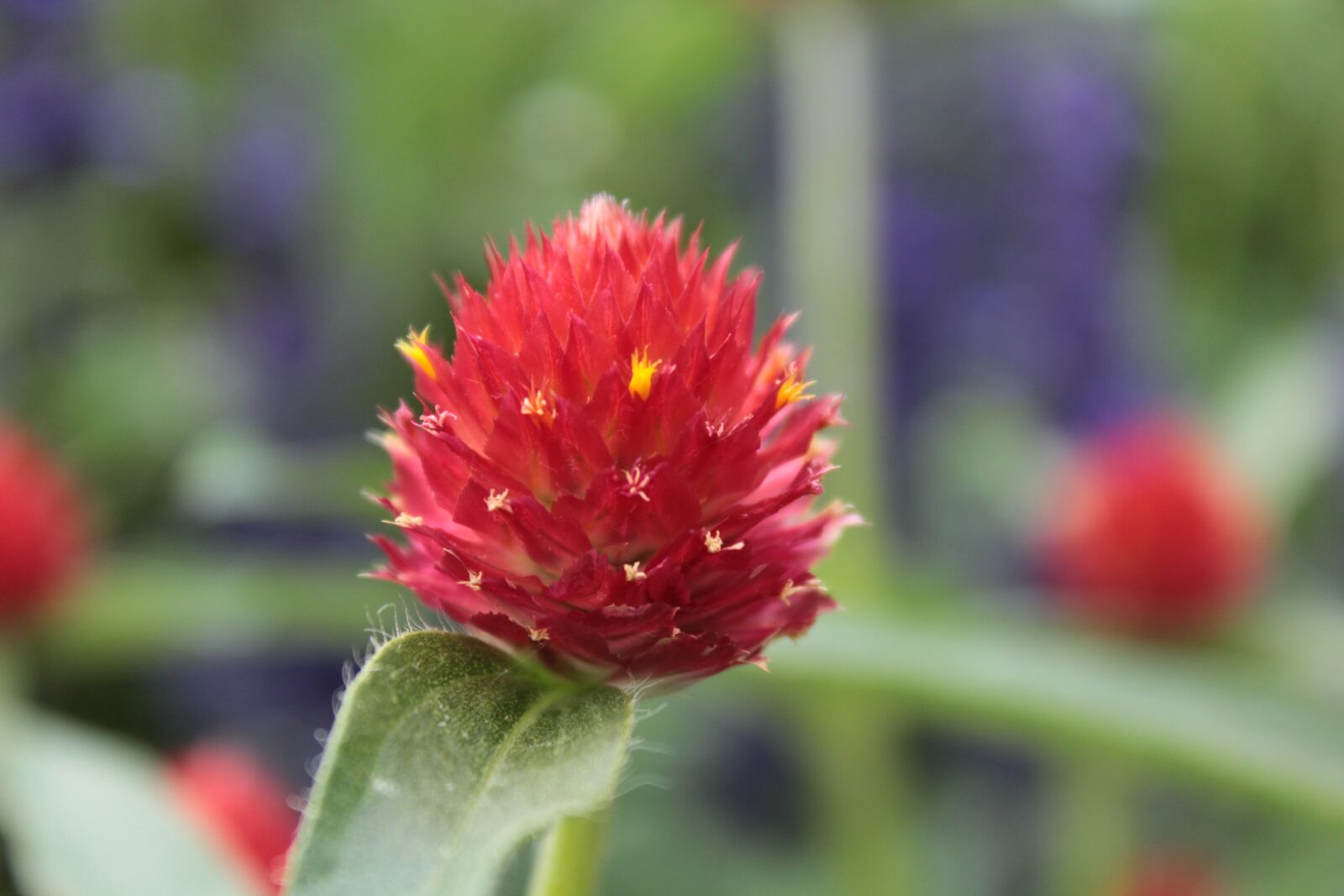 Canon EOS 1300D (EOS Rebel T6 / EOS Kiss X80) sample photo. Red, red flower, flower photography
