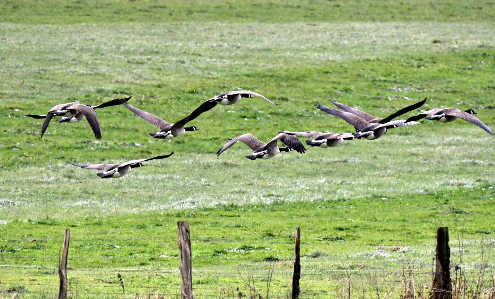 Nikon D500 sample photo. The wild geese, birds photography