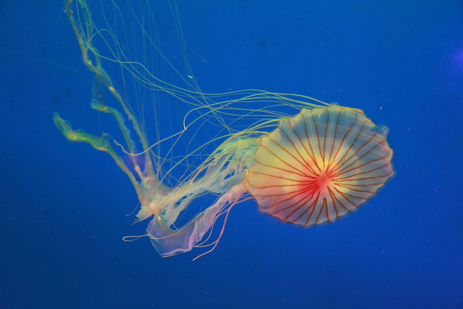 Canon EOS 60D sample photo. Jellyfish, marine aquarium, blue photography