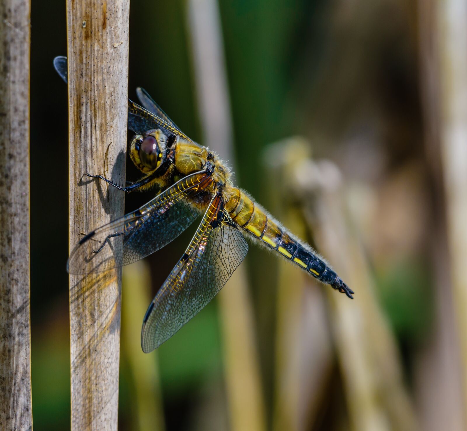 Nikon D7200 sample photo. Dragonfly, insect, nature photography