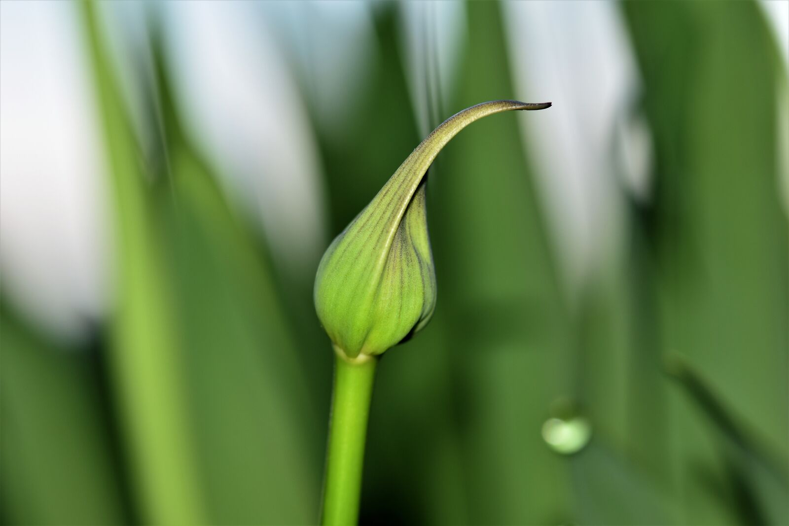 Nikon D5500 sample photo. Agapanthus, bud, close up photography