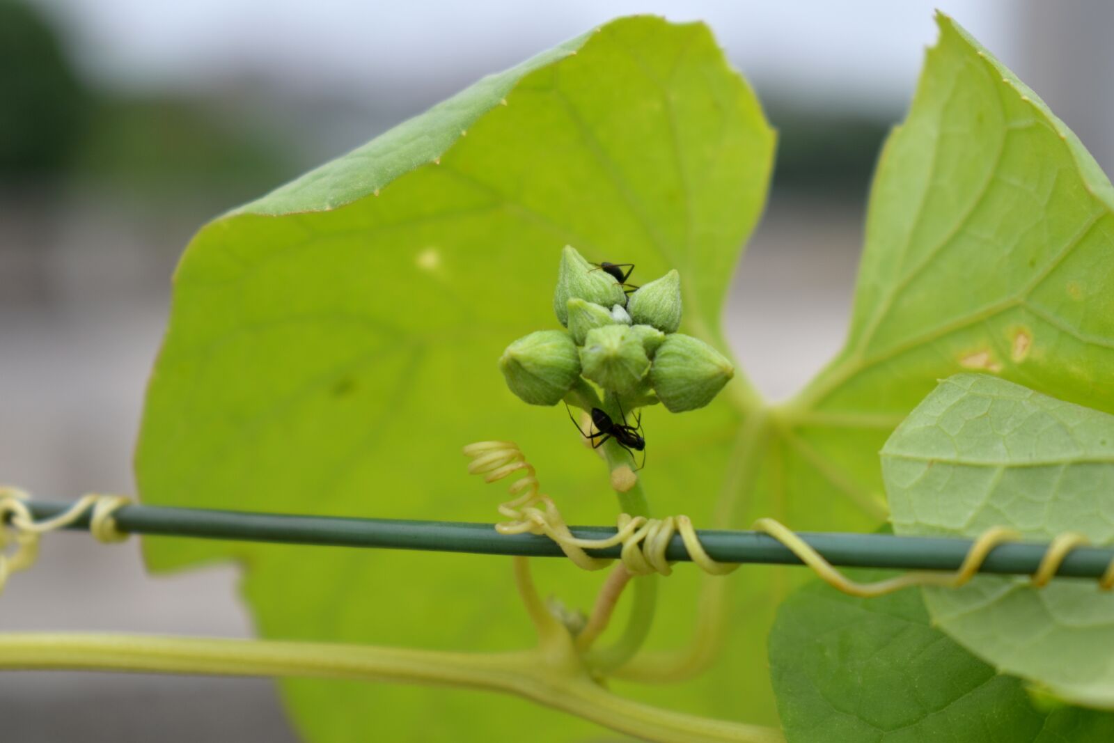 Nikon D5600 sample photo. Ridge gourd buds, ants photography