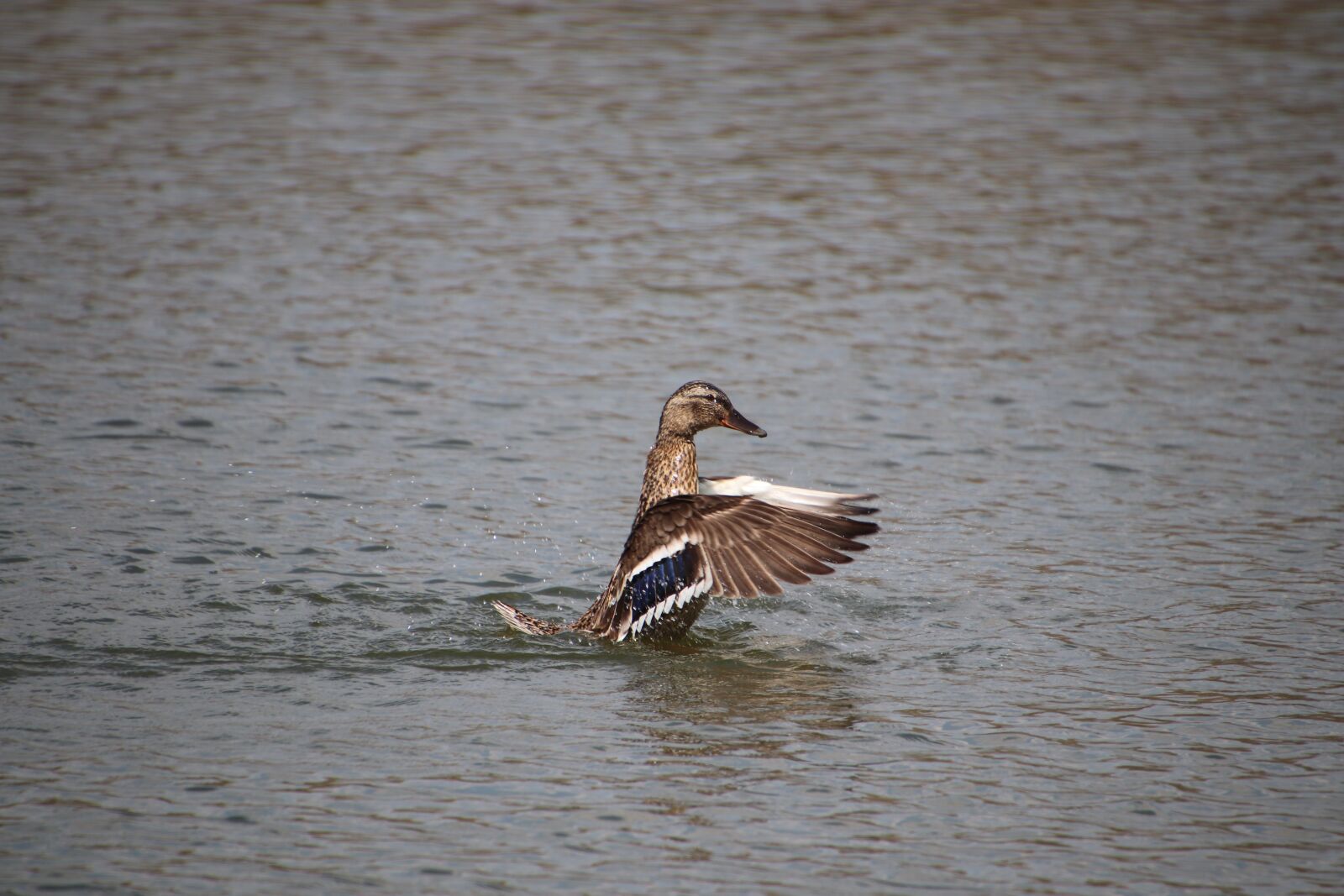 Canon EOS 800D (EOS Rebel T7i / EOS Kiss X9i) sample photo. Duck, ducks, waterfowls photography