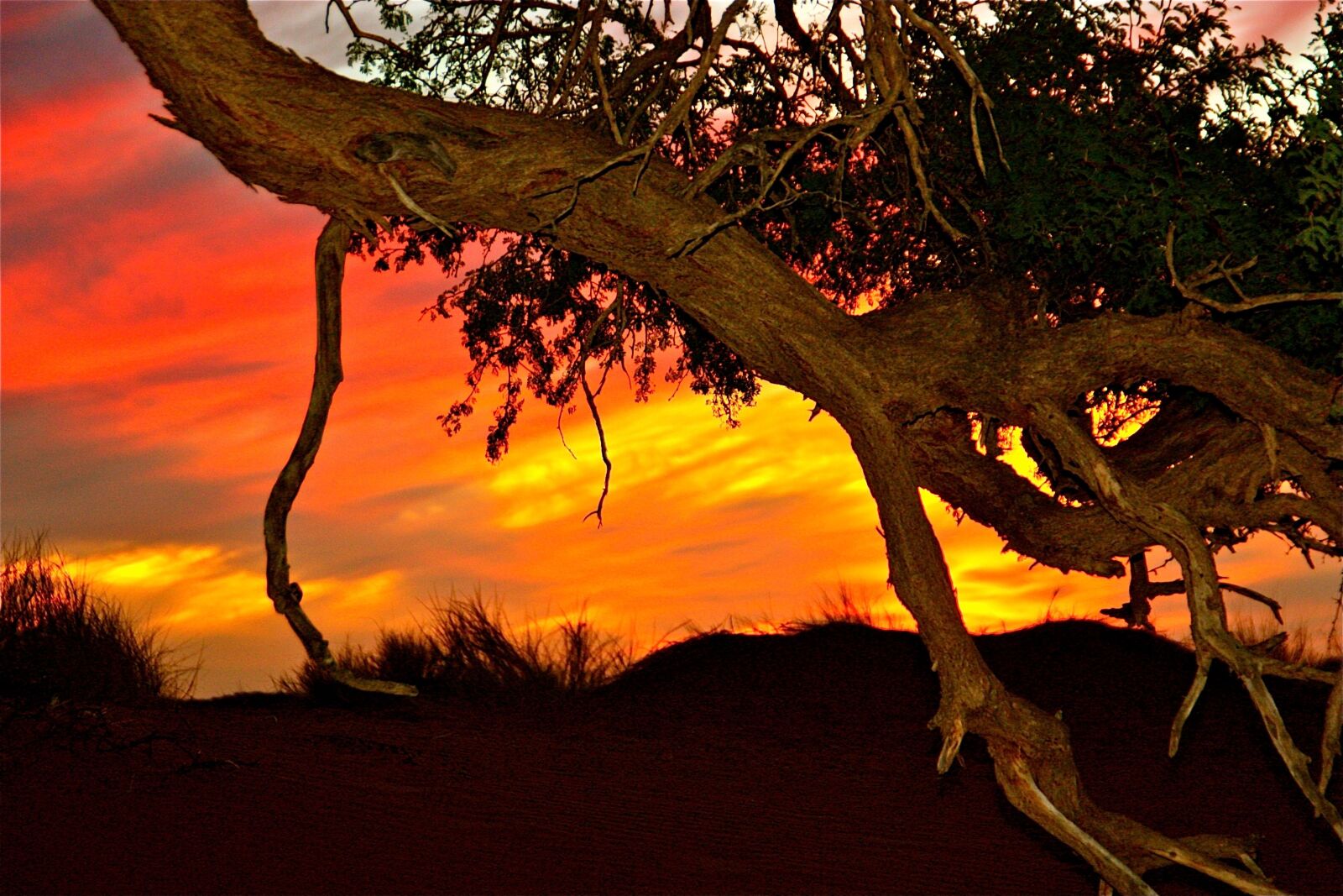 Canon EOS 450D (EOS Rebel XSi / EOS Kiss X2) sample photo. Sunset, branch, nature photography