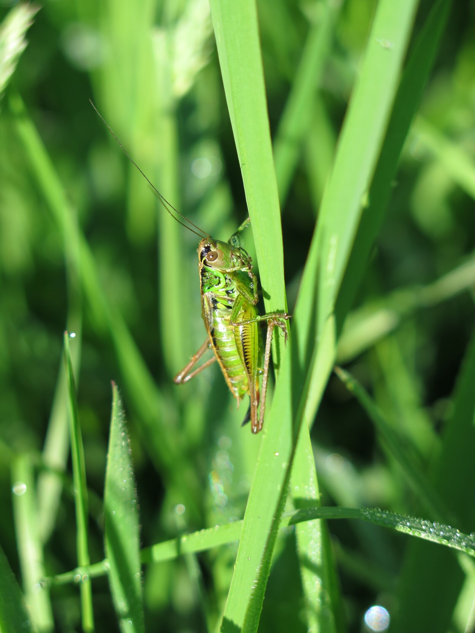 Canon PowerShot G16 sample photo. Insect, grasshopper, nature photography