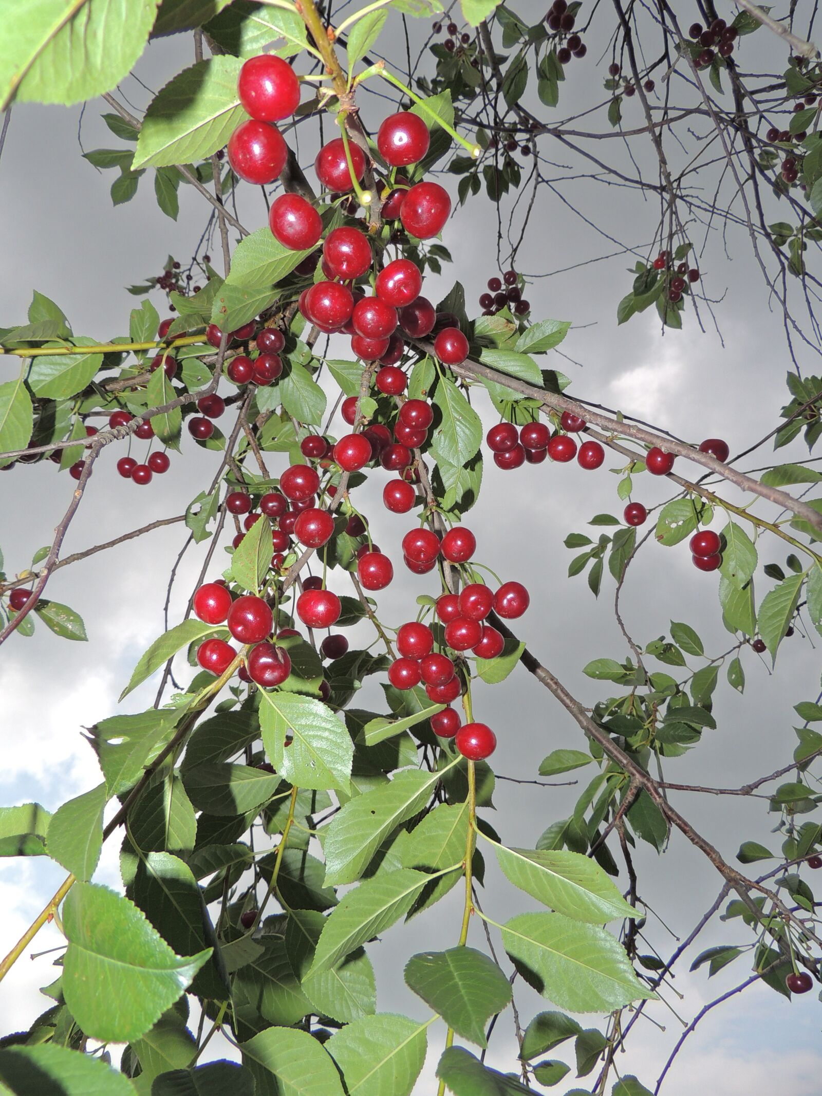 Nikon Coolpix P510 sample photo. Cherry, ripe cherry, stormy photography