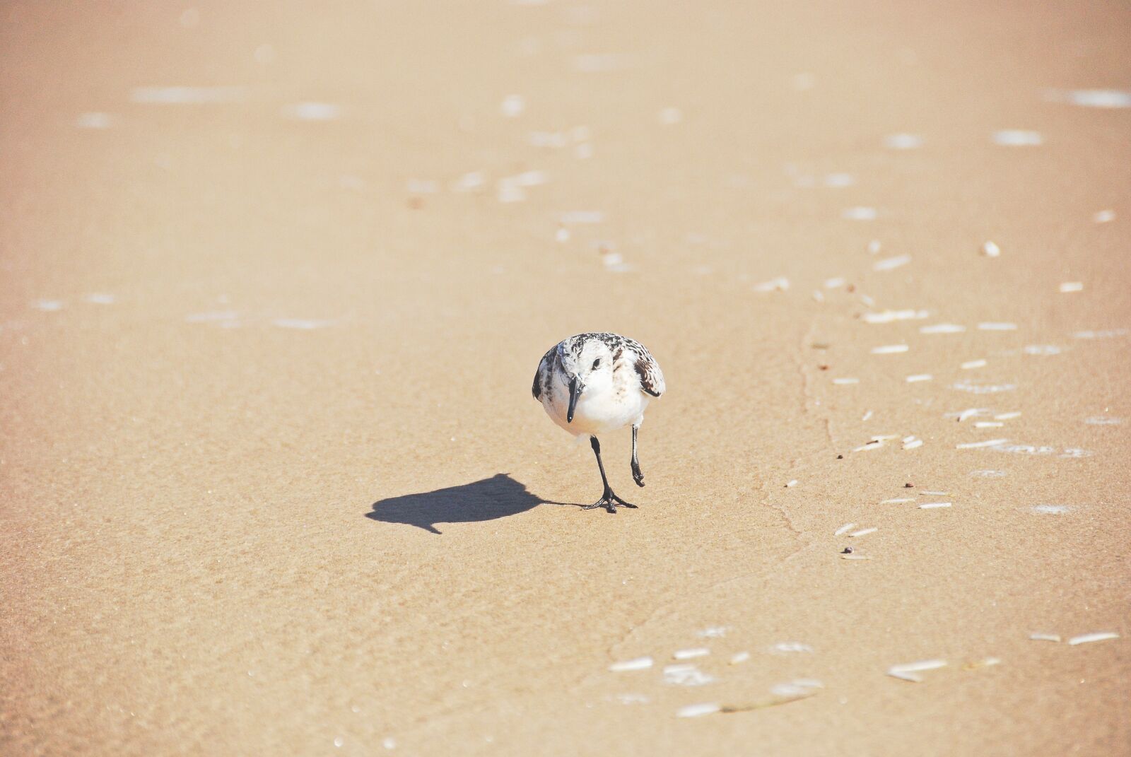 Nikon D40X sample photo. Bird, sand, animal photography
