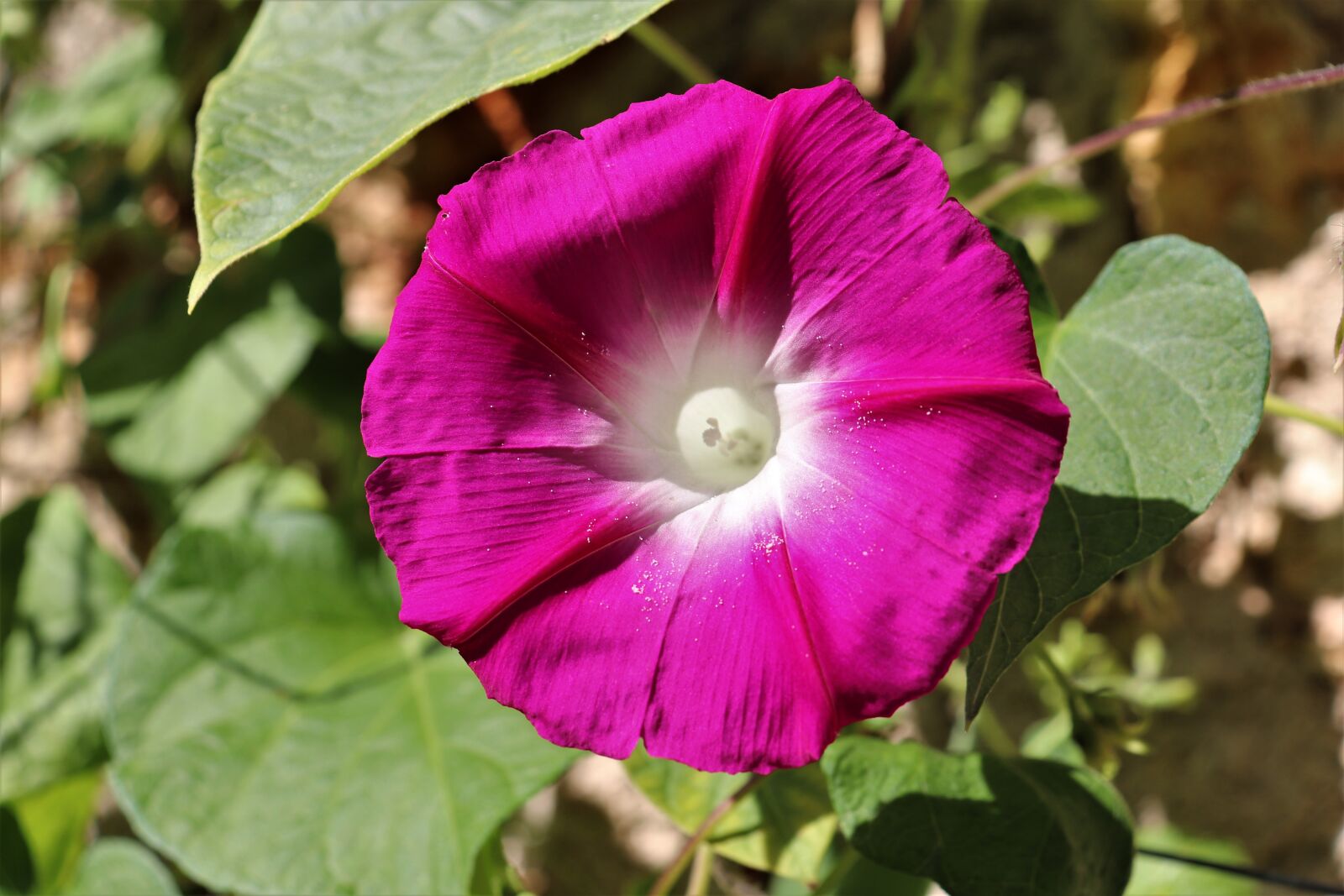 Canon EOS 800D (EOS Rebel T7i / EOS Kiss X9i) sample photo. Morning glory, annual plants photography