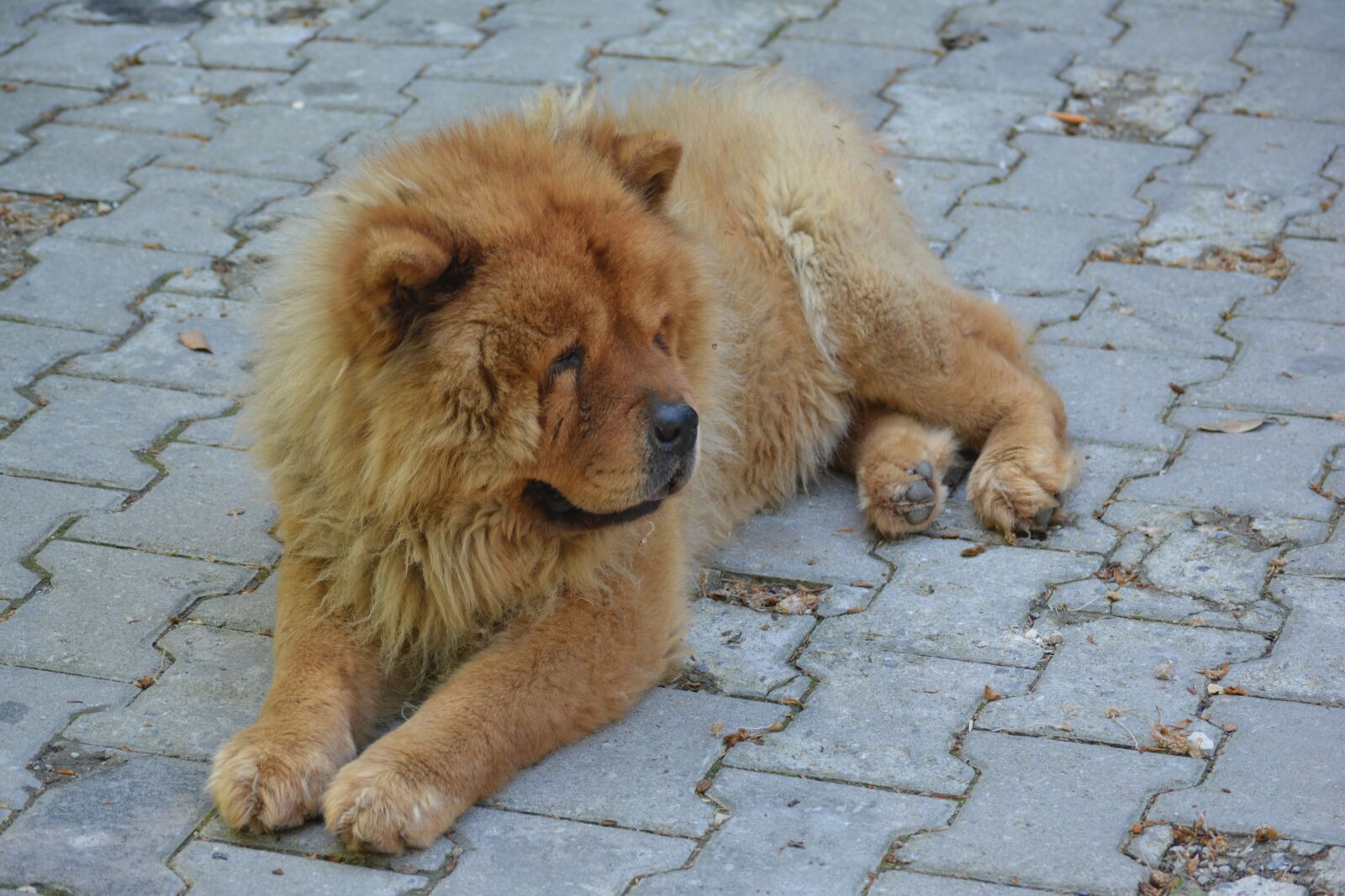 Nikon D5200 sample photo. Chow chow, tibet lion photography