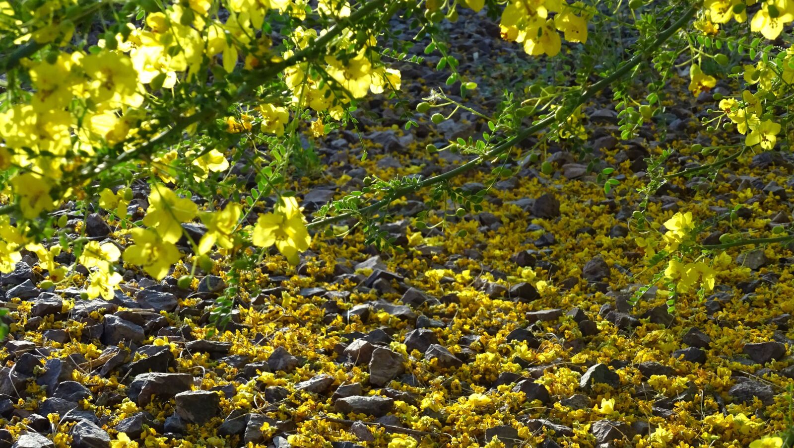 Sony Cyber-shot DSC-HX400V sample photo. Yellow, flowers, nature photography