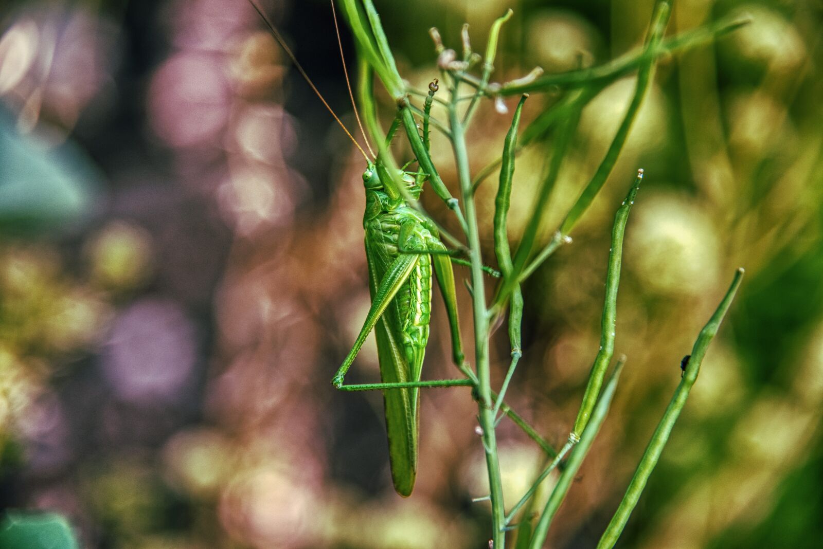 Nikon D750 sample photo. Grasshopper, insect, green photography