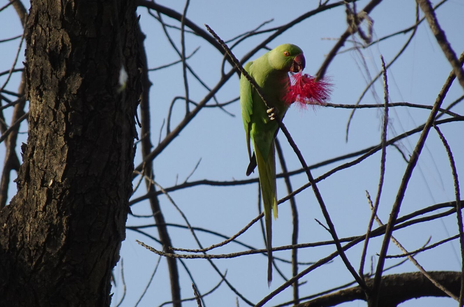 Sony DSC-WX800 sample photo. Bird, parakeet, green photography