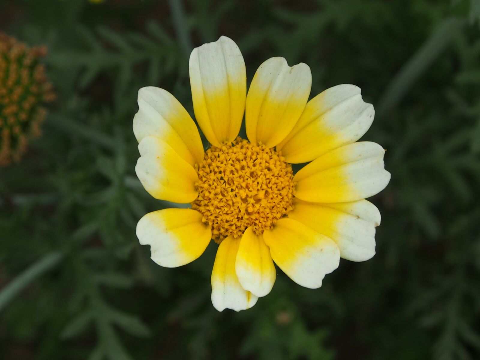 Olympus OM-D E-M5 sample photo. Nature, plant, flower photography