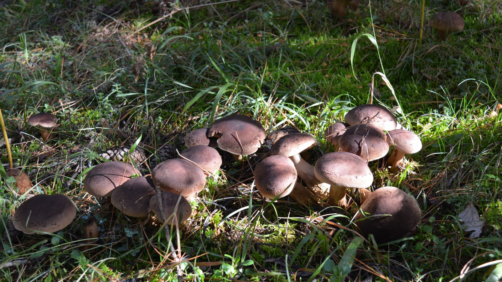 Nikon D5200 sample photo. Mushrooms, nature, fungus photography