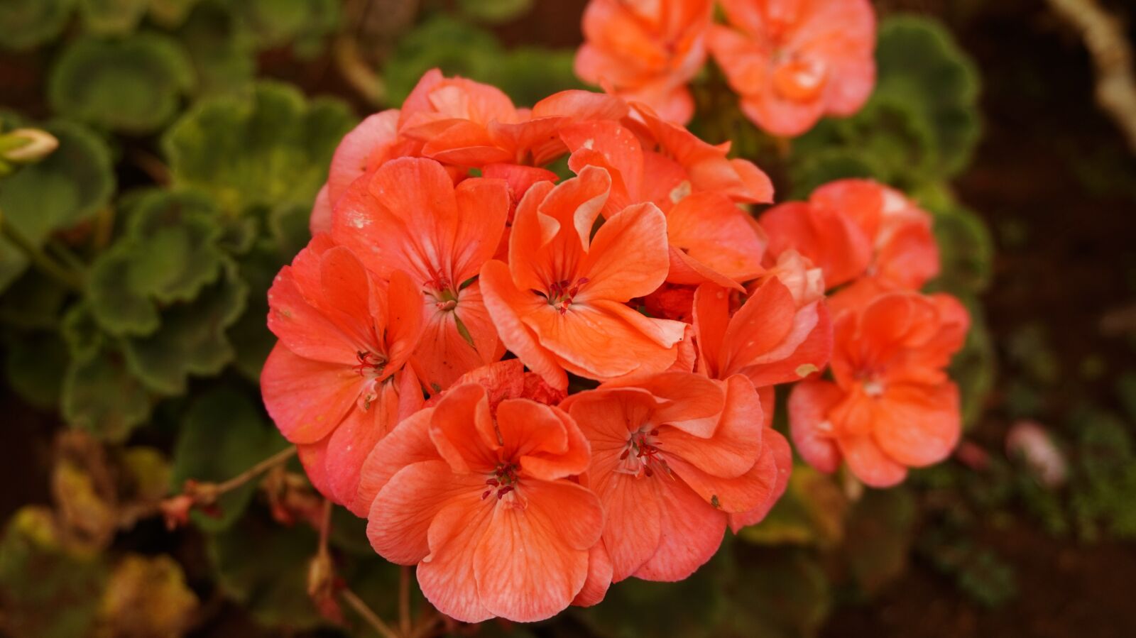 Sony Alpha a5000 (ILCE 5000) sample photo. Flower, garden, nature photography