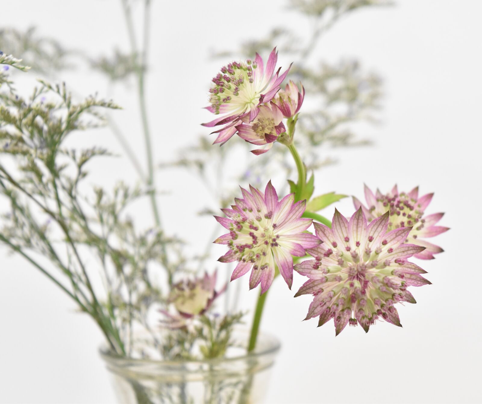 Nikon D5500 sample photo. Light purple, flowers, spring photography