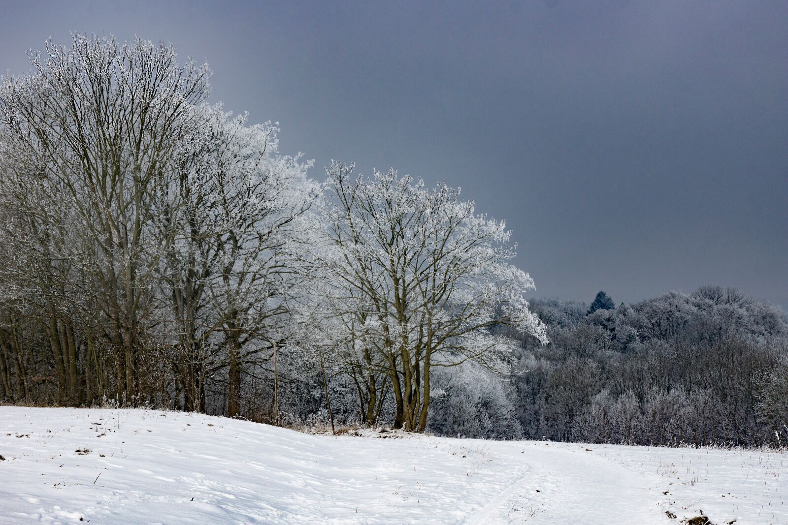 Sony SLT-A77 + Sony DT 16-50mm F2.8 SSM sample photo. Frost, hoarfrost, winter photography